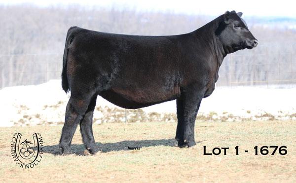 Cherry Knoll Elsa 1676, out of Elsa of Conanga 868 1112 and sired by PVF Insight 0129
