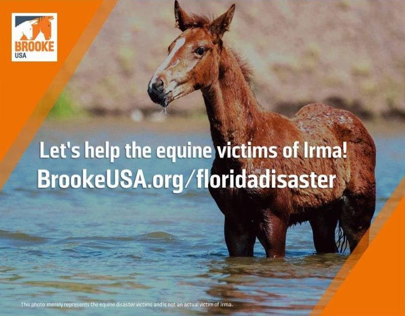 This horse merely represents the equine victims of the hurricanes.