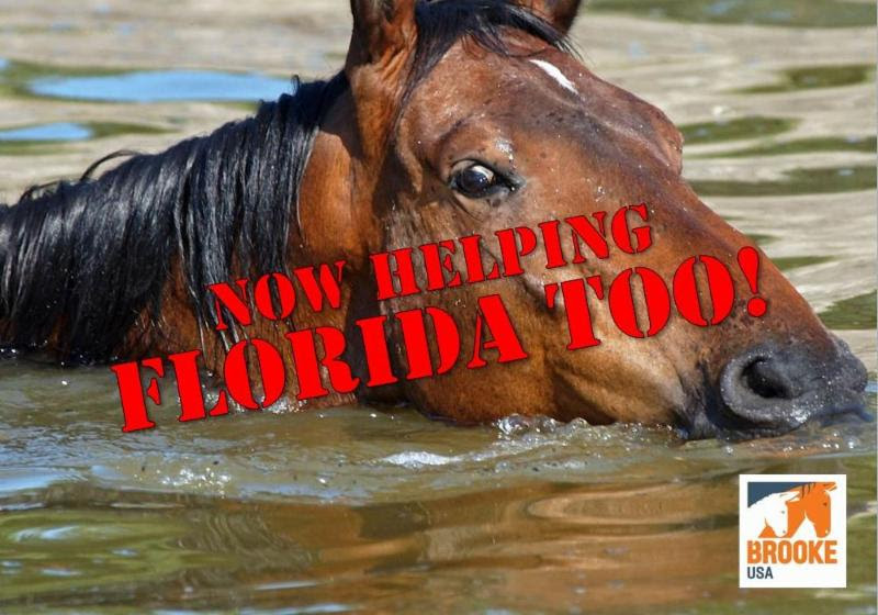 This horse merely represents the equine flooding victims of Hurricane Harvey.