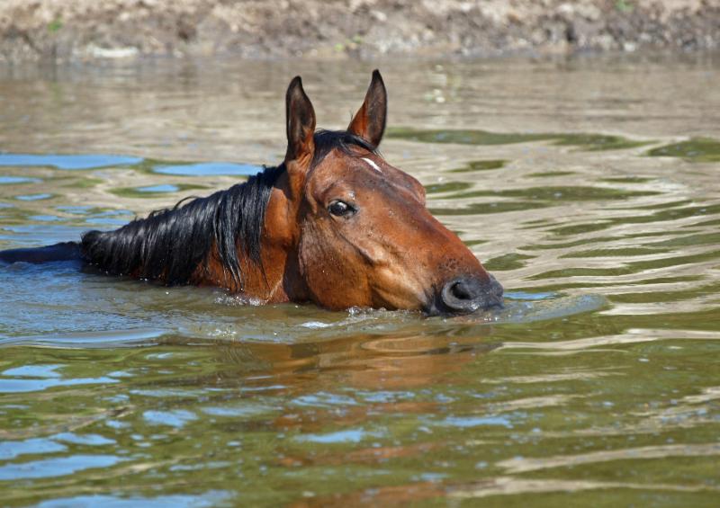 This horse merely represents the equine flooding victims of Hurricane Harvey.
