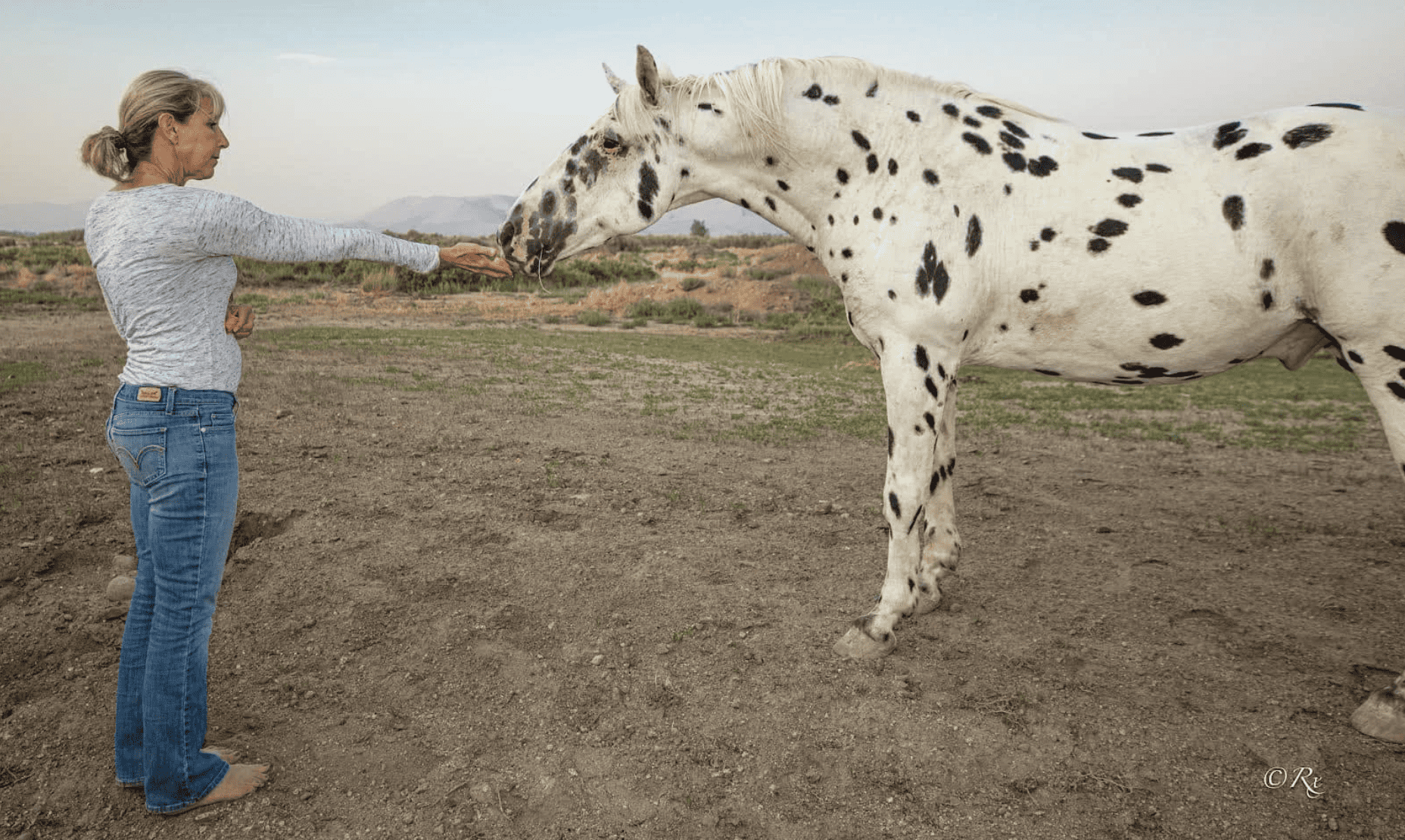 Join Starr Horse Retreats Positive Reinforcement Horse Training
